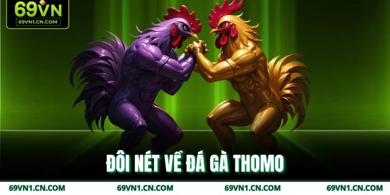 Đôi nét về đá gà thomo Đôi nét về đá gà thomo