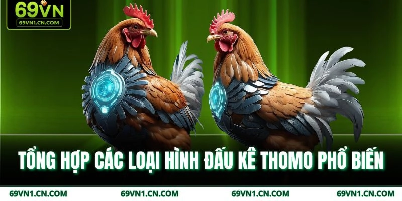 Tổng hợp các loại hình đấu kê thomo phổ biến